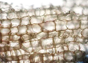 Клетки пробкового дуба под микроскопом