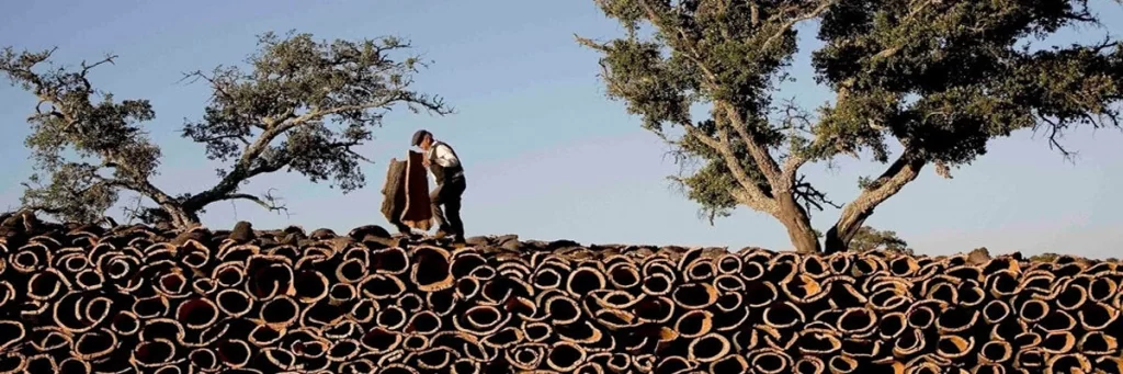 пробковый дуб