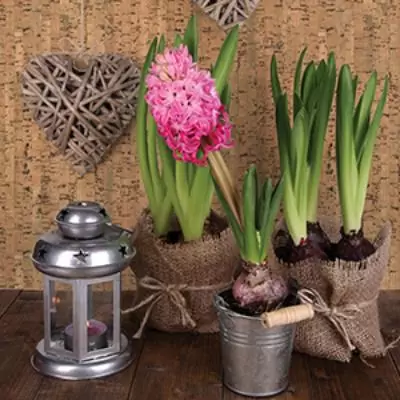 Пробковые панели для стен Corkstyle Costa Португалия