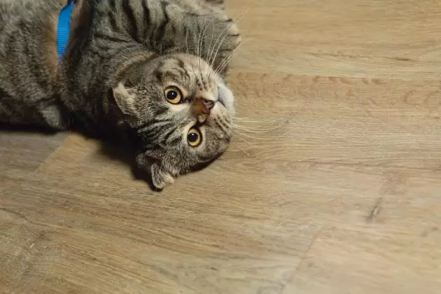 Чем Vinilam отличается от ламината и виниловых полов других производителей