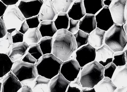 Структура пробки под микроскопом ячейки